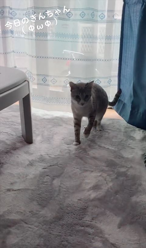 左前足あげて硬直する猫