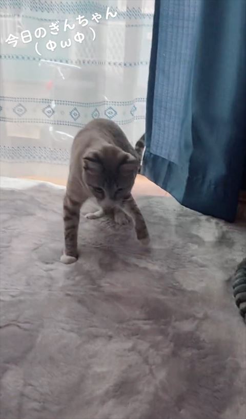 左前足浮かしてびびってる猫