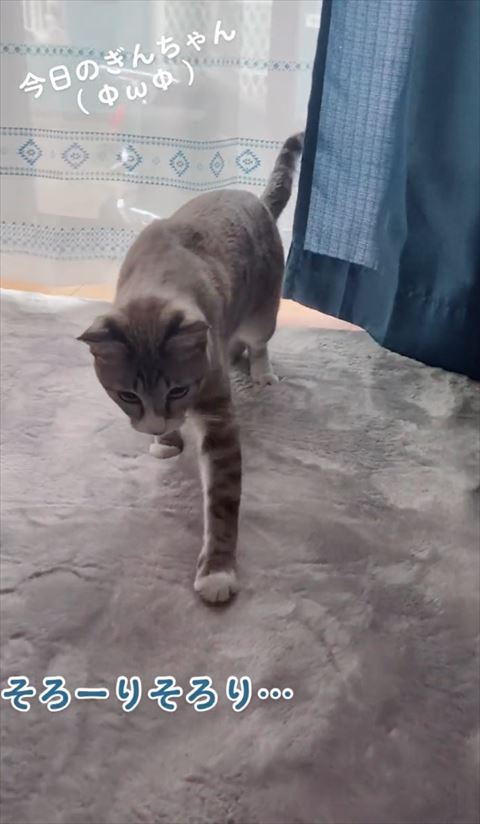 左前足をラグにつける瞬間の猫