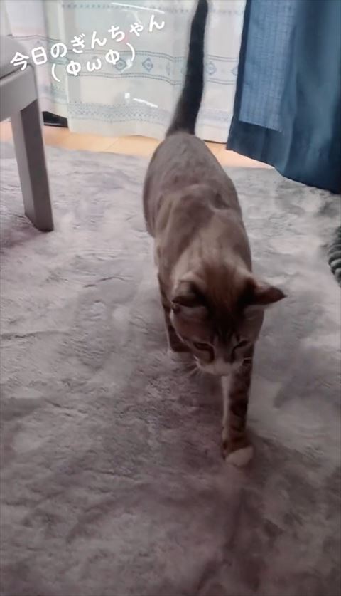 右前足先に歩いてる猫