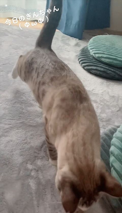 後ろ足浮いてる猫