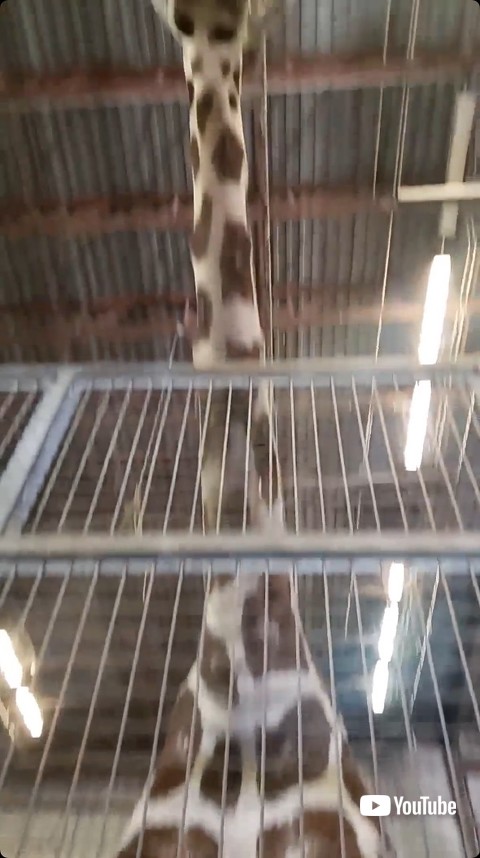 首だけのキリン