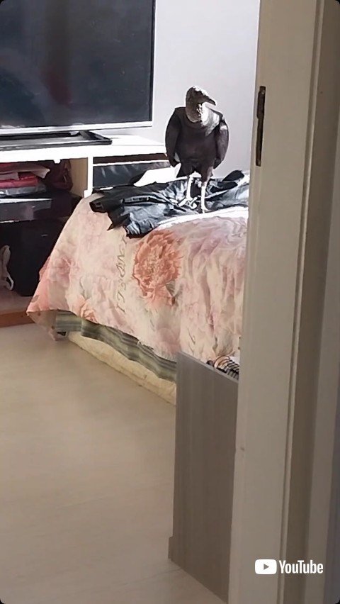 ベッドの上のハゲタカ