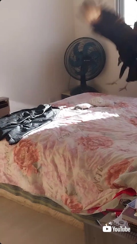 脱出失敗したハゲタカ