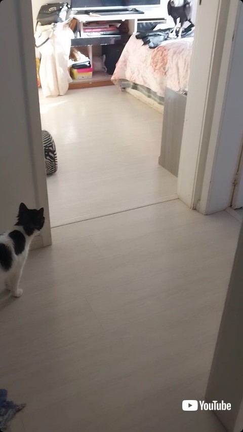 猫に見つめられるハゲタカ