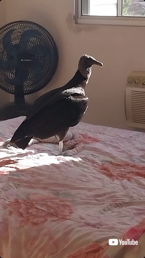 ベッドの上を歩くハゲタカ