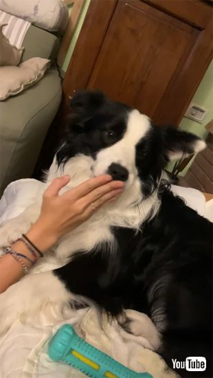 舌をしまわれるワンコ