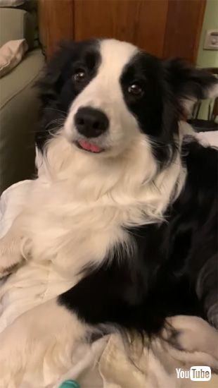 舌が出ちゃうワンコ