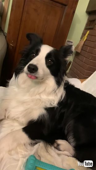 自慢げなワンコ