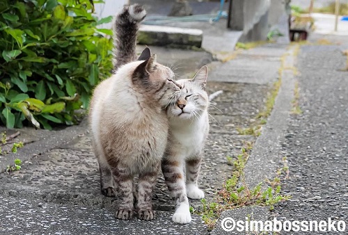 島猫3