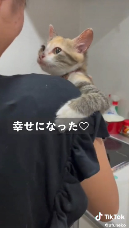 飼い主さんを見る猫ちゃん