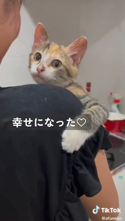 こちらを見る猫ちゃん