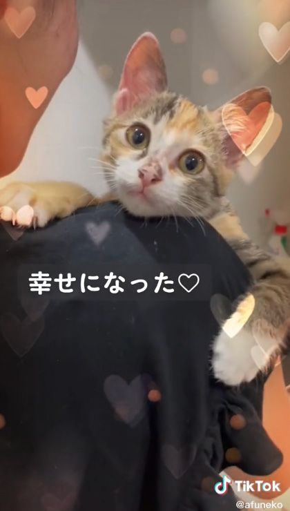 ハート飛んでる猫ちゃん