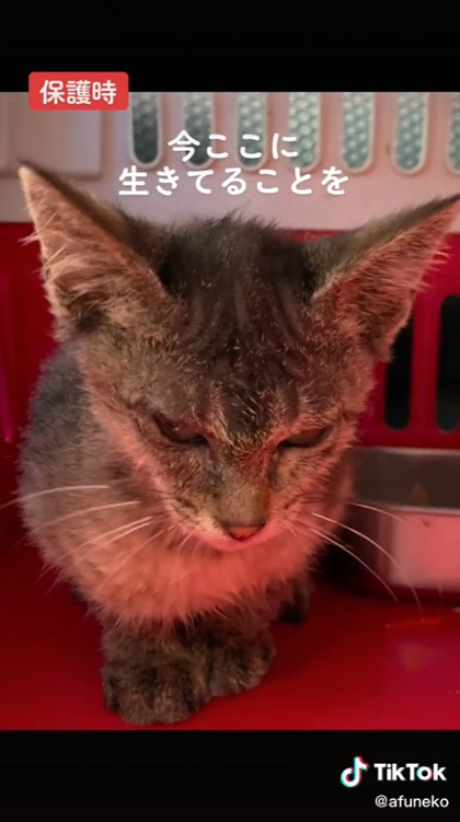 お幸せに保護時