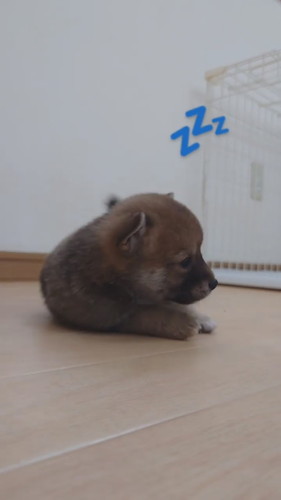 横になるワンコ