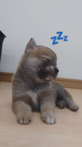 眠っちゃうワンコ