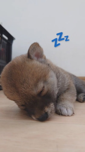顔が床につく子犬