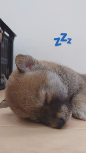 陥落する子犬