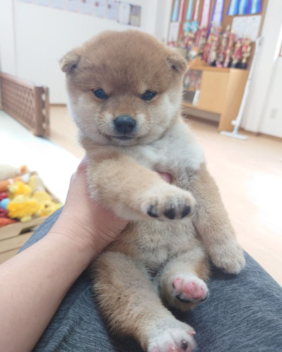 ワンコたち