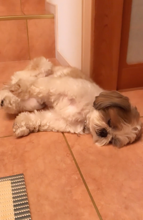 のびて寝る犬