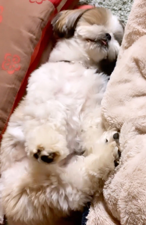 安心して寝る犬
