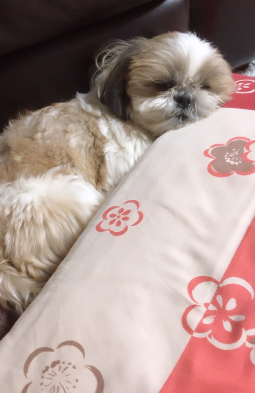もたれるシーズー