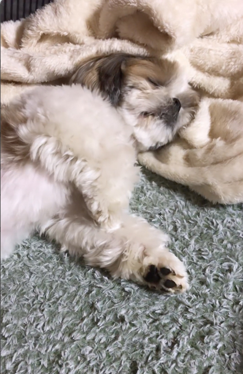 ぬいぐるみみたいなシーズー