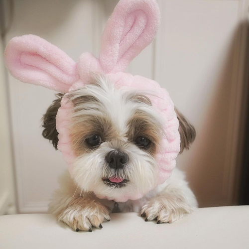 うさちゃんわんこ