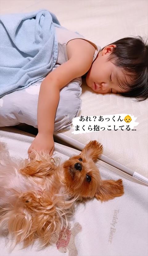 天井を見てるワンコ