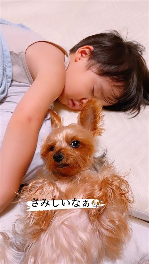 さみしぃなぁテロップ正面見てるワンコ