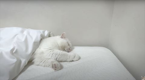 寝てる猫ちゃん