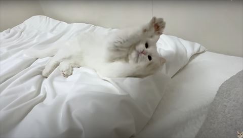 紐で遊ぶ猫