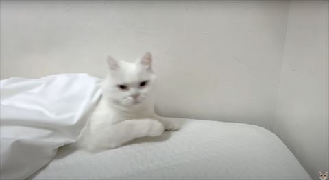起きた猫ちゃん