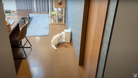 自動給餌器の前でカメラ目線の猫
