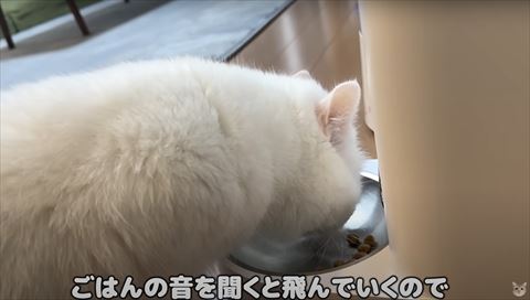 ごはん食べてる猫ちゃん