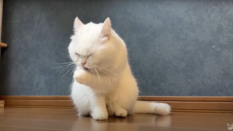 毛づくろいする猫