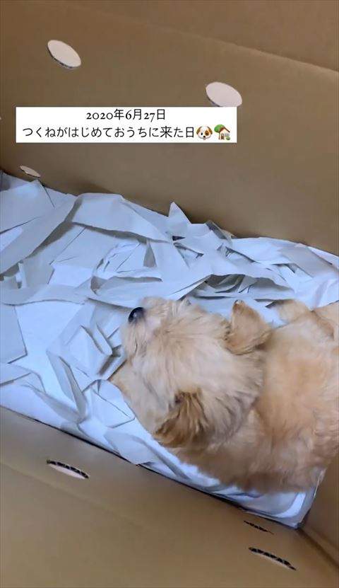 箱に入ってるワンコの頭