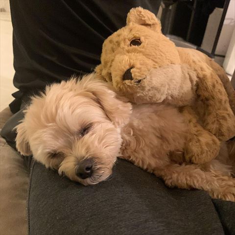 ぬいぐるみと寝てる