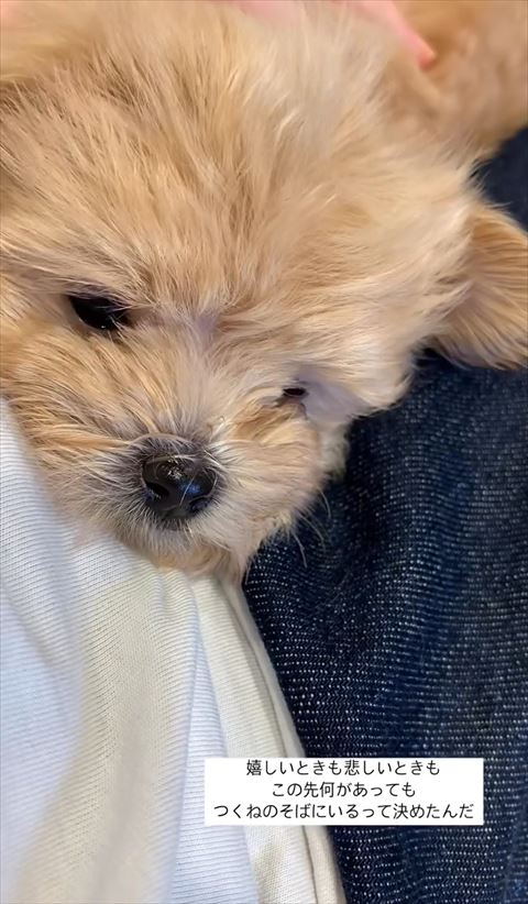 膝の上で寝てる子犬