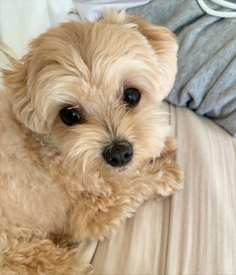 飼い主の隣でカメラ目線ワンコ