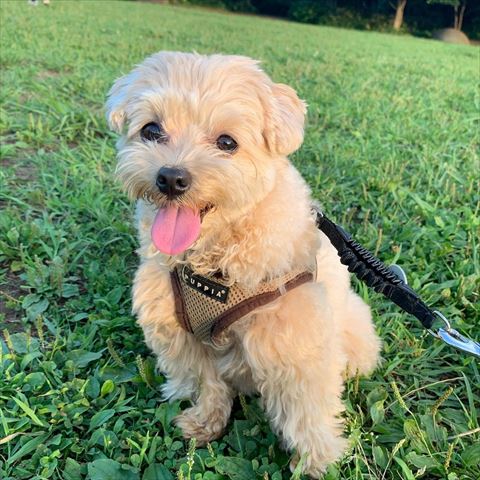 芝生で笑顔のワンコ