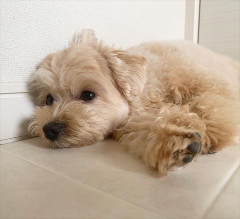 眠そうなワンコ