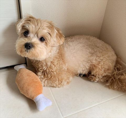 お肉のおもちゃとワンコ