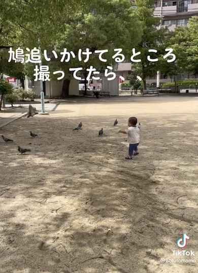 公園で鳩を追いかけるあおくんの写真