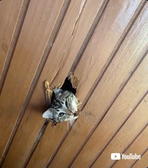 木の板をくわえる猫