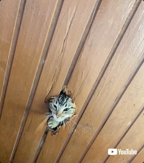 木の板を破壊する猫