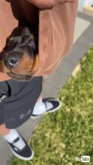 ポケットの中で眠る子犬ちゃん