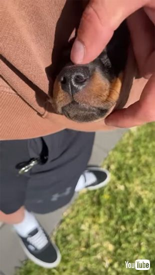 子犬ちゃんのテカテカなお鼻