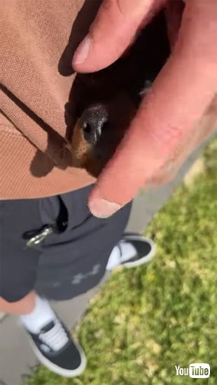 起きる気配のない子犬ちゃん