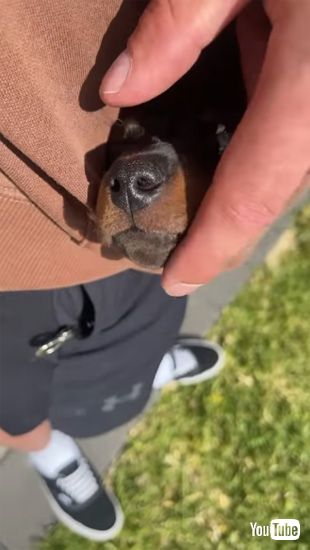 ポケットをベットだと思っている子犬ちゃん